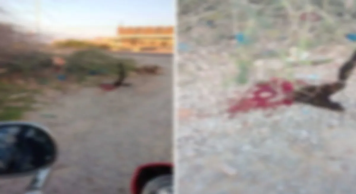 جريمة قتل في مدينة شحير بحضرموت